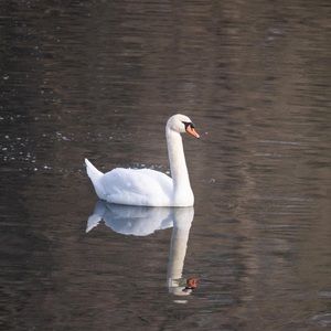 Meet your Posher, Chelsea